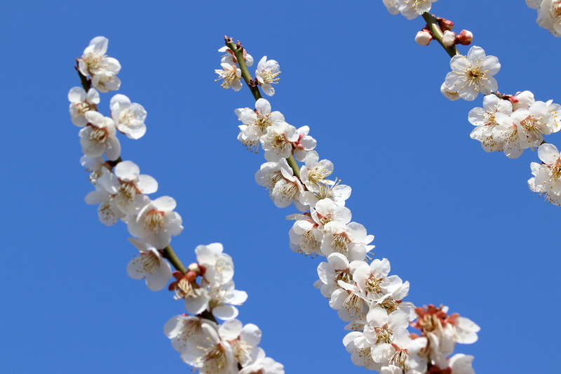 sky, season, day, tree, plants, and, spring, freshness, clear sky, times, fruit, cherry blossom, vulnerability, white color, 5K, cherry tree, growth, springtime