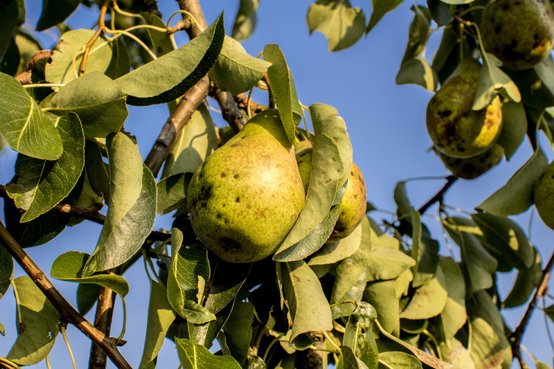 plant part, growth, 5K, wellbeing, pear, season, ripe, leaf, outdoors, day, fresh, sunlight, light, blossom, lamp, bloom, fruit, food, plant, green, tree