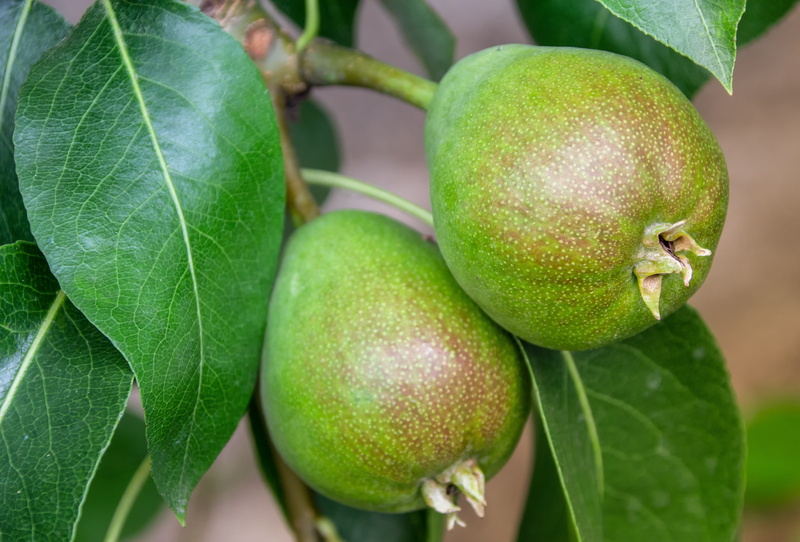 delicious, ripe, tree, agriculture, fruit tree, freshness, 4K, outdoors, grow, day, fruit, leaf, fruits, healthy, close-up, plant, summer, plant part