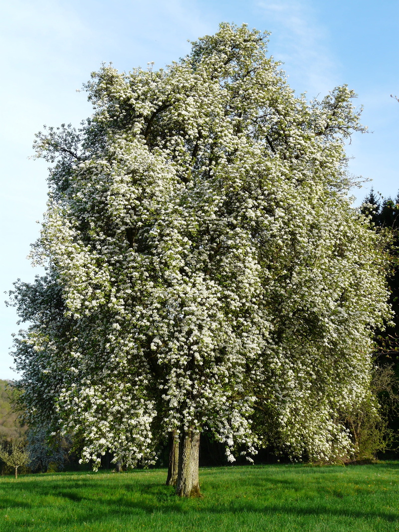 field, freshness, bloom, blossom, orchard, tranquil scene, low angle view, outdoors, green color, pear blossom, beauty in nature, tree, day, plant, grass