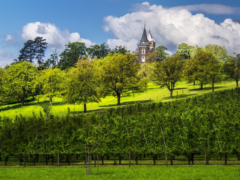 vineyard, europe, clouds, slope, rural, Hulsberg, Borgloon, 4K, rural Scene, tree, daytime, grass, hill, trees, Castle  green, outdoors, light, green