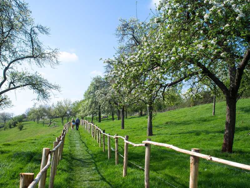 shirt, grass, pasture, waling, pathway, Walk in, orchard, Spring, 4K, sweater, sleeved, beside, nature, woman, tree, rural Scene, outdoors, man in grey