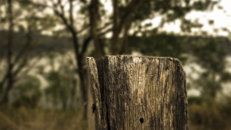 fence, hd, Trees, x, nature, 1920x1080 px, px, flowers, Landscape, 1080P, art