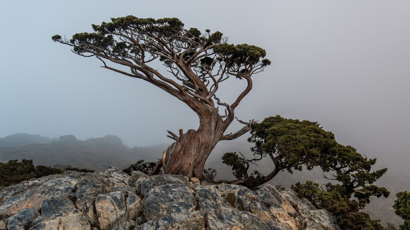 hd, entertainment, px, Trees, 1920x1080 px, nature, movies, x, 1080P, Landscape, art