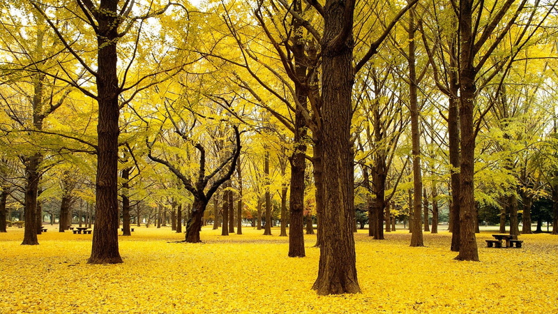 yoyogi park, leaf, tranquility, yellow, park, forest, day, plant, branch, tree trunk, beauty in nature, tree, outdoors, nature, scenics - nature, field