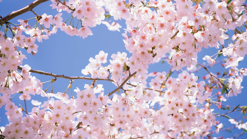 blossoming, sky, freshness, plant, summer, flower, season, pink, april, petal, cherry Tree, day, backgrounds, sakura, japan, close-up, blue, vulnerability