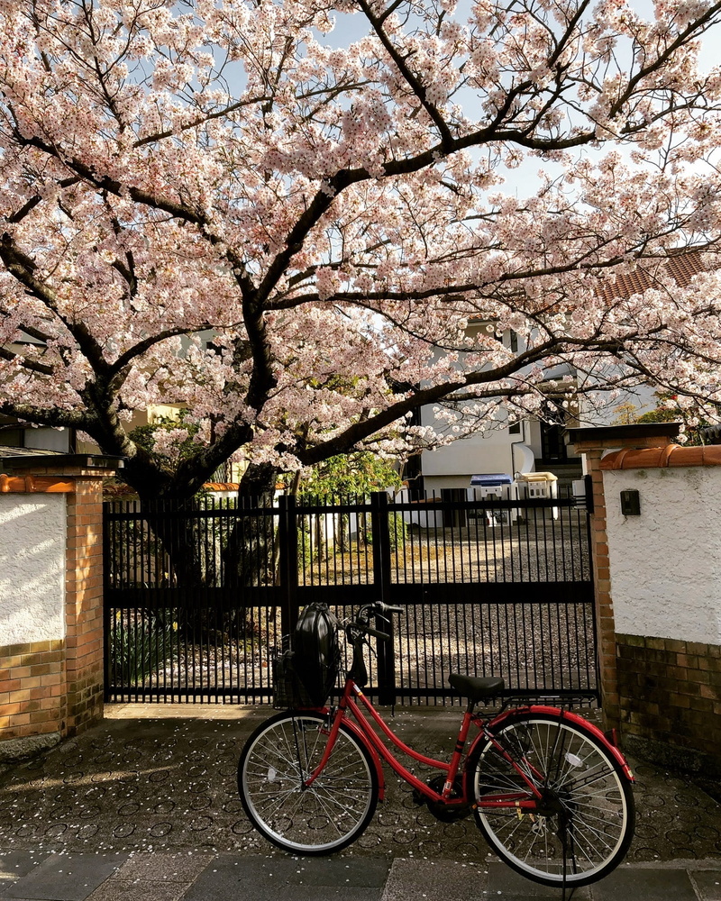 cherry blossom, japan, transportation, land vehicle, trees, flowering plant, nature, flowers, no people, house, minoh, cherry, bicycle, building exterior
