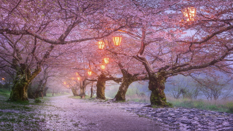 Sakura, the alley, flowers, lights, flowering, nature, 1080P, the evening, lanterns, Japan, trees, Park