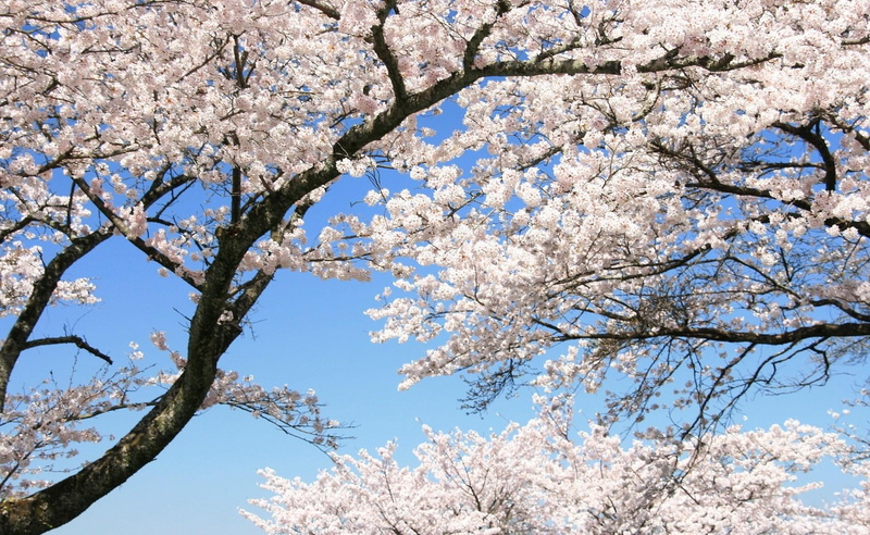 outdoors, cherry, april, blossom, pink Color, sky, plant, season, leaf, flowering plant, cherry Tree, tree, mood, springtime, blossoming, nature, cherry Blossom