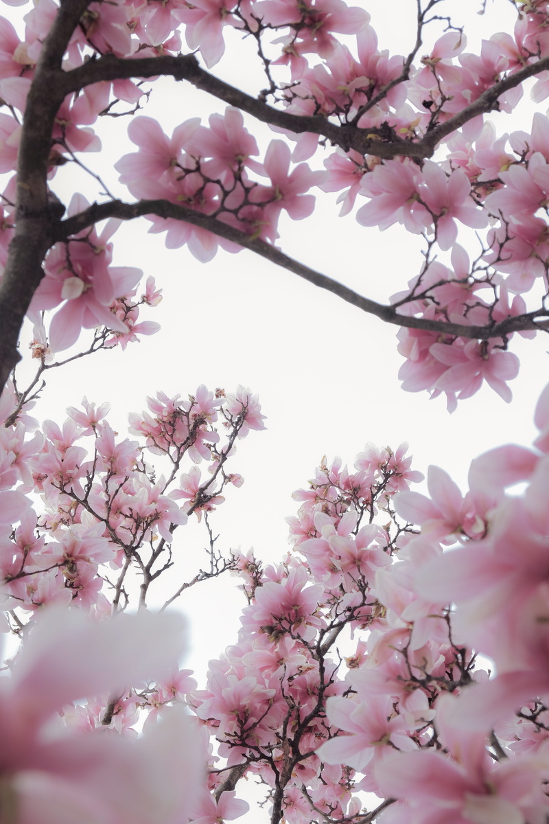 bunch of flowers, fragility, vulnerability, tree, pink color, angle, flower head, day, low, beauty in nature, 5K, no people, springtime, flower, flowering plant