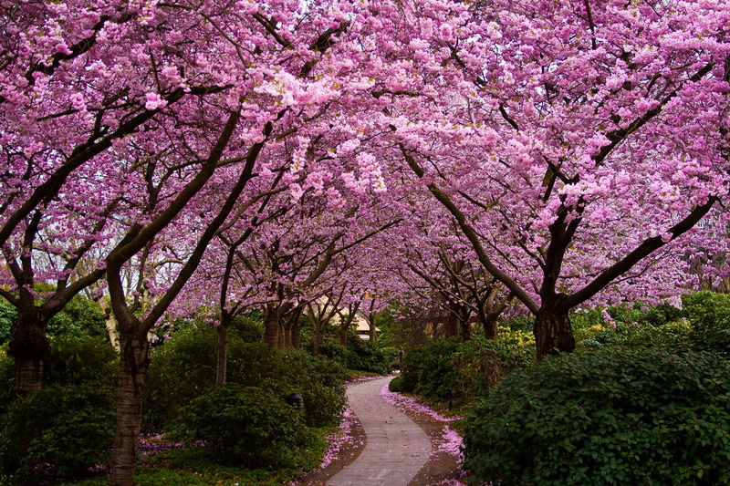 1080P, Sakura, flowering, garden, track, trees, the bushes, petals