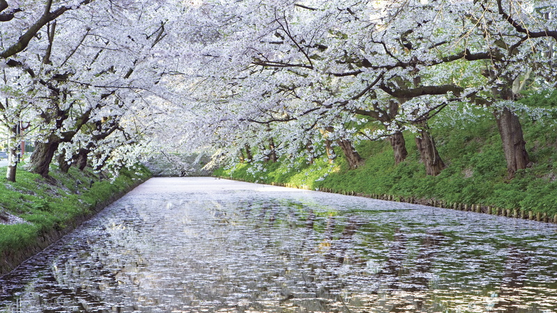 april, forest, diminishing perspective, branch, green Color, direction, plant, footpath, Sakura, growth, blooms, freshness, no People, outdoors, road, transportation