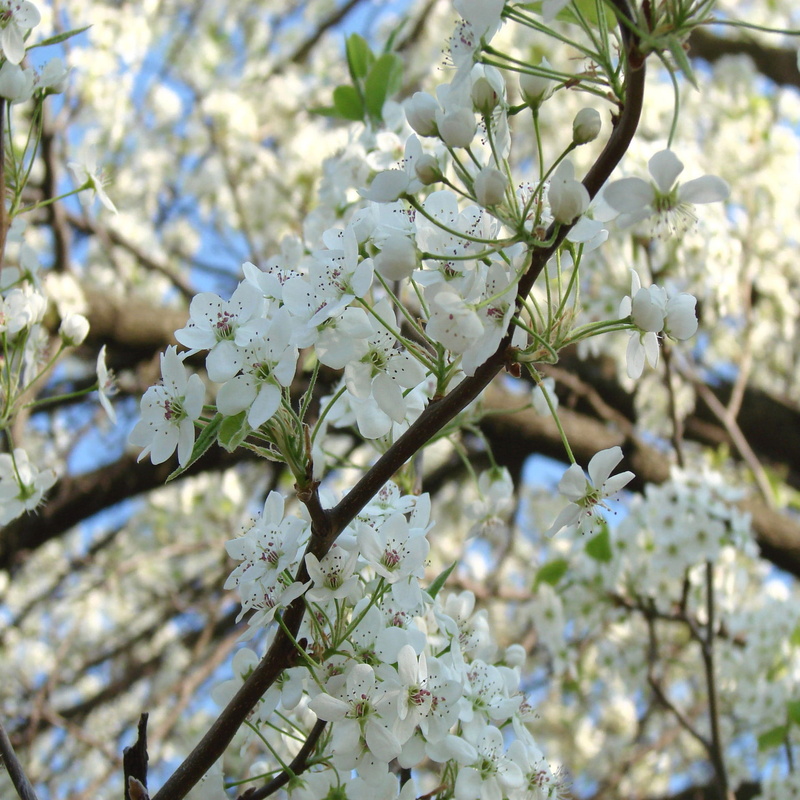 cherry Blossom, cleveland pear tree, Flowers, White, day, pear, growth, plant, springtime, vulnerability, no people, 1080P, tree, blue, pretty, nature