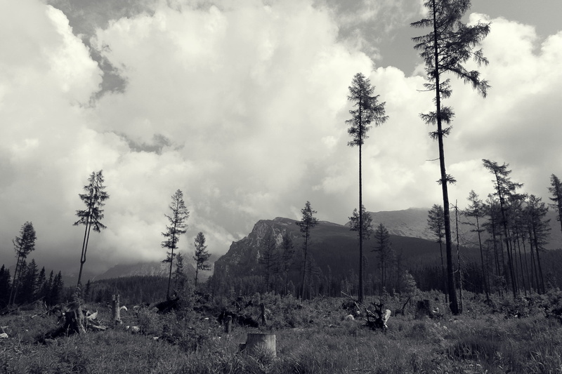 no people, mountain, logging, outdoors, land, tree stump, clear, cloud - sky, growth, clouds, tranquility, pollution, non-urban scene, landscape, beauty in nature