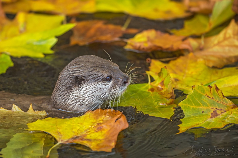 day, animal, close-up, no people, plant part, otters, animal head, leaves, mammal, animal themes, vertebrate, whisker, otter, nature, animals in the wild