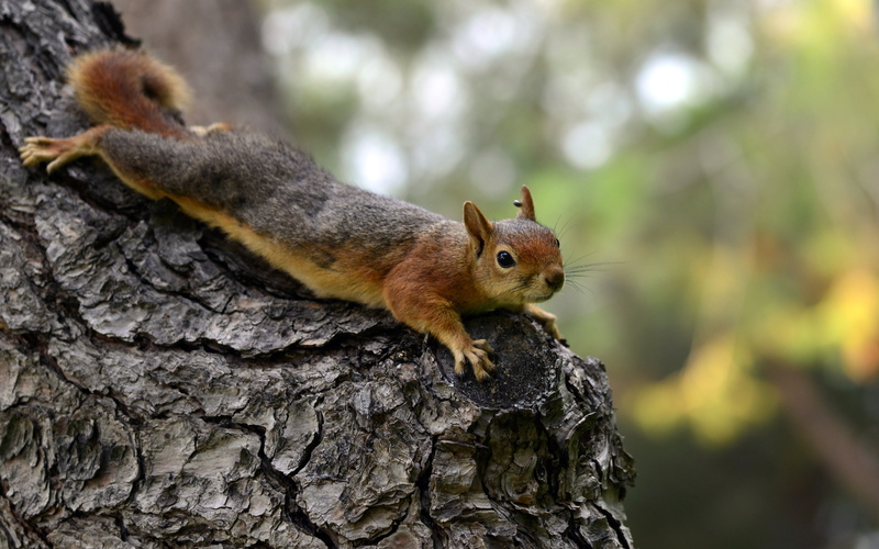 animals, squirrel, 5K, mammals