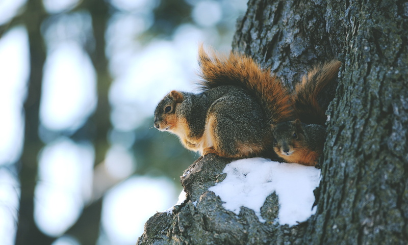animals, 4K, mammals, squirrel