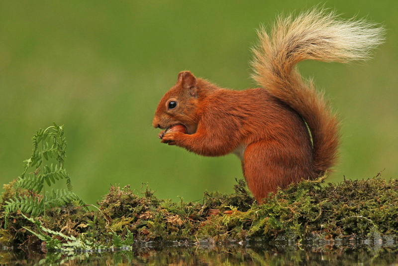 animals, 1080P, one animal, tree, mammals, small, animal themes, vertebrate, forest, animal, green color, moss, tail, animals in the wild, nature, land