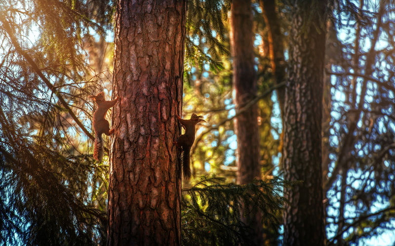 mammals, 2K, forest, animals, squirrel