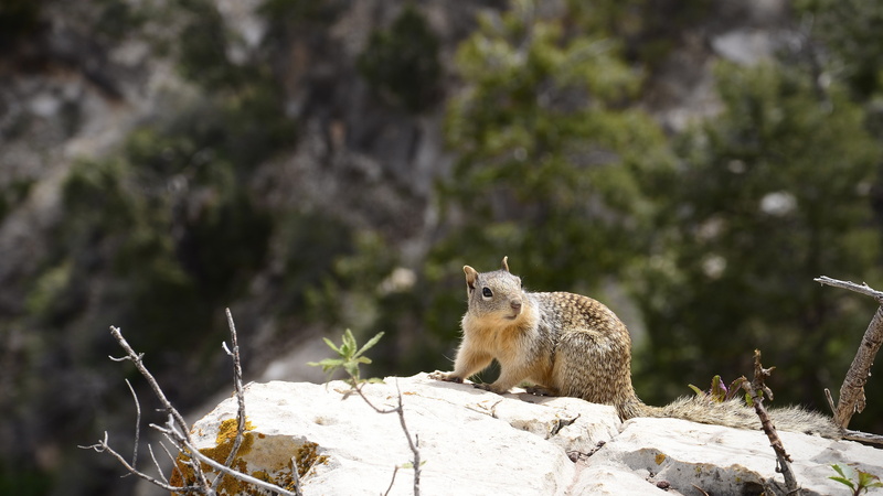 squirrel, mammals, wildlife, nature, 4K, animals