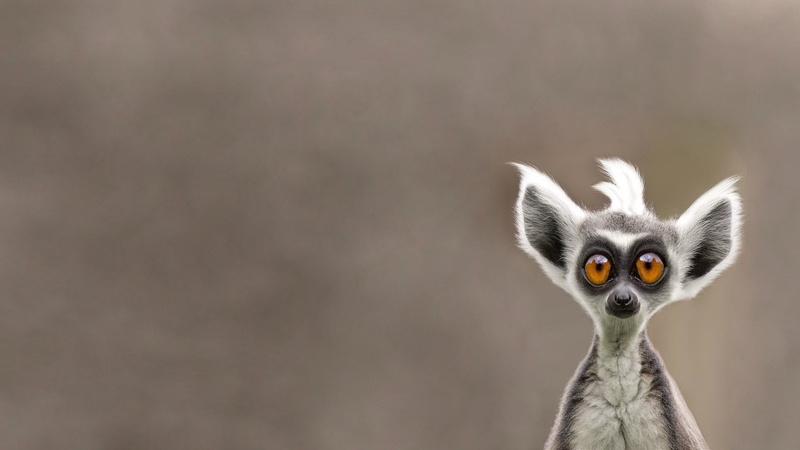 close-up, mammal, animals, bird, gray, white, focus on foreground, looking, animal body part, lemur, character, day, portrait, copy space, looking at camera