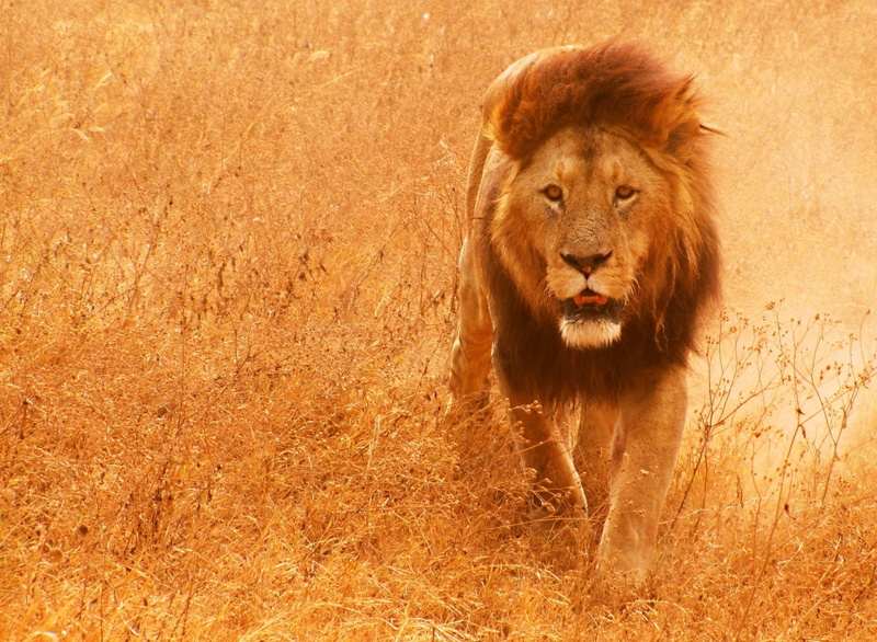 lion, mammals, animals, 1080P