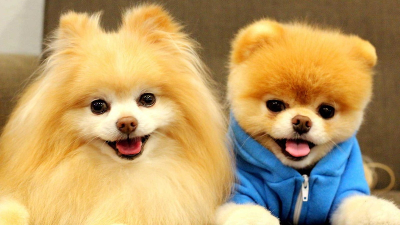 pomeranian, dogs, 1080P, dog
