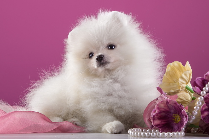 Pink, Dog, 2K, Flower, Puppy, Pearl, Pomeranian, Dogs