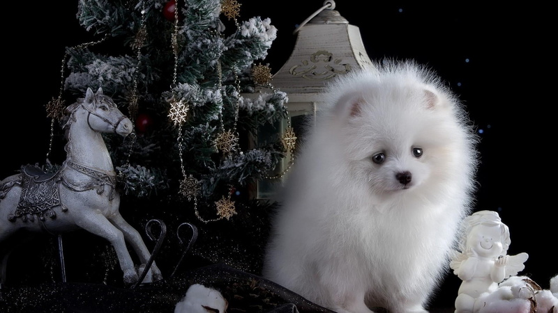 christmas, one animal, domestic, 1080P, decoration, vertebrate, celebration, holiday, christmas decoration, dog breed, animal, pets, white color, christmas ornament