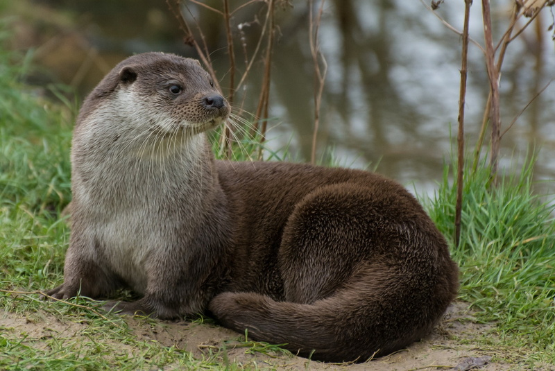 nature, otters, focus on foreground, whisker, plant, close-up, rodent, grass, animal wildlife, otter, land, outdoors, vertebrate, 1080P, day, one animal