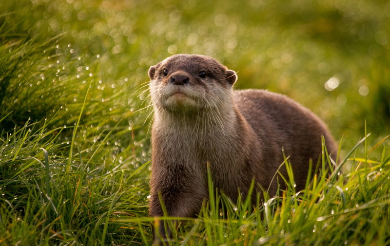 animals, grass, otters, mammals, depth of field, 1080P