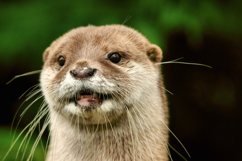 mammals, otters, 2K, animals