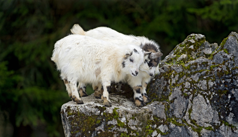 plant, rock, nature, vertebrate, outdoors, standing, domestic animals, animal, no people, one animal, pets, herbivorous, solid, mammal, animals, mammals