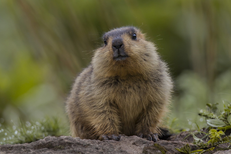 rock - object, vertebrate, land, rodent, solid, animal, animal themes, whisker, day, animals in the wild, rock, no people, animals, mammals, close-up, nature