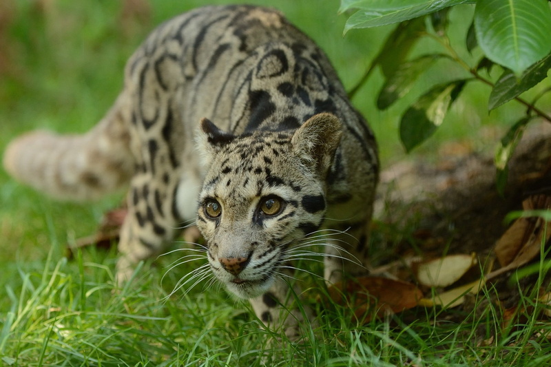 feline, nature, vertebrate, animal wildlife, land, 1080P, cat, looking at camera, big cat, animals, Ocelots, mammal, no people, portrait, plant, carnivora