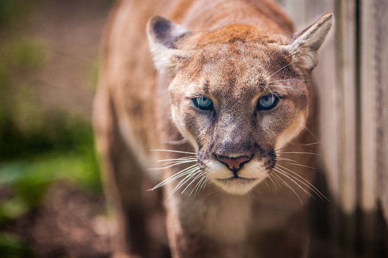 outdoors, animal themes, animals in the wild, focus on foreground, animal head, animal wildlife, one animal, close-up, 1080P, vertebrate, whisker, big cat