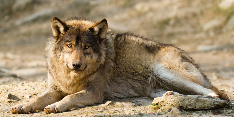 animals, 4K, mammals, wolf