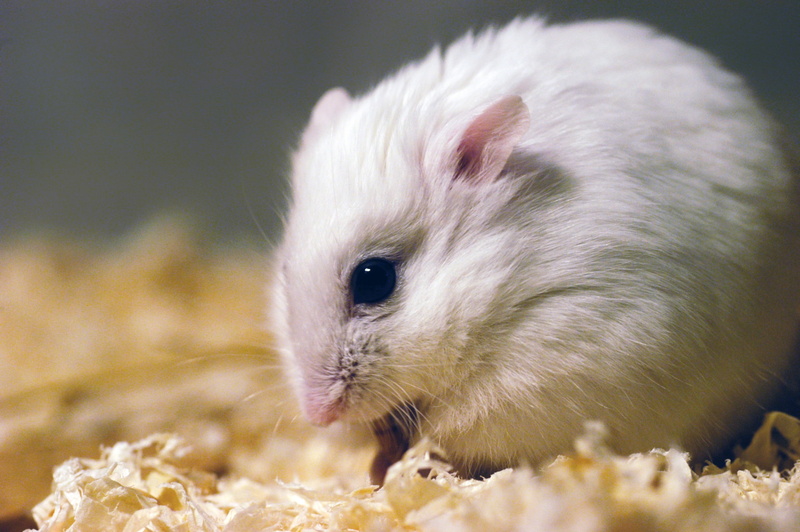 animals, mammals, hamster, 2K