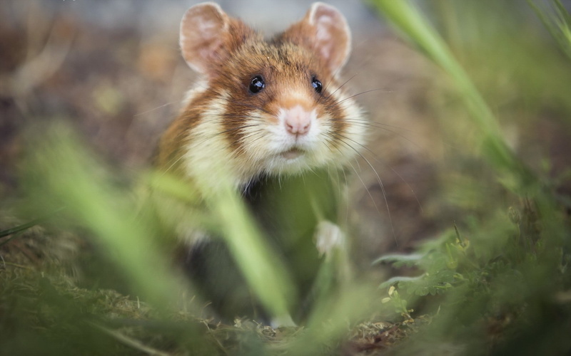 hamster, animals, mammals, plants, 1080P, macro