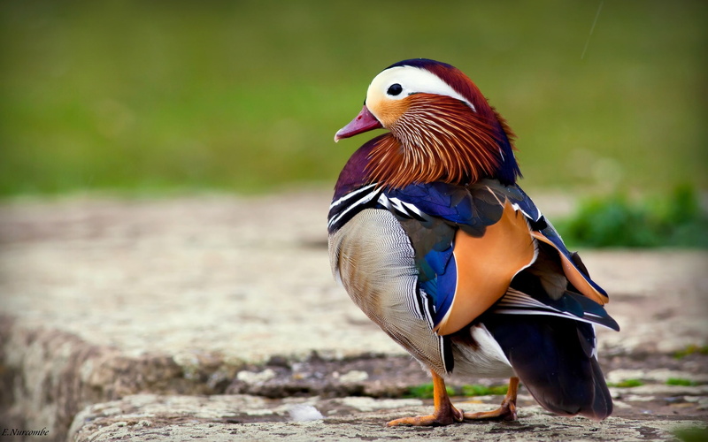 Feathers, Duck, 1080P, mandarin, Beautiful