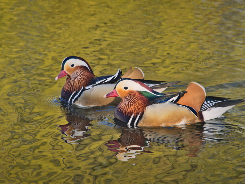 nature, no people, swimming, bird, two animals, animal, mandarin, vertebrate, water bird, exotic, lake, group of animals, animals in the wild, china, waterfront