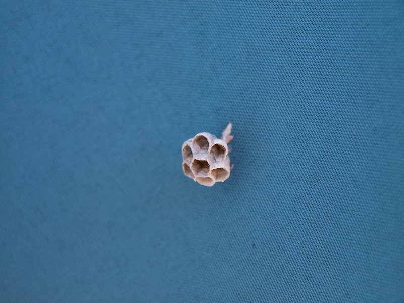 no people, 2K, textile, high angle view, food and drink, wasps, directly above, animal wildlife, backgrounds, diaper, nest, water, nature, animal themes