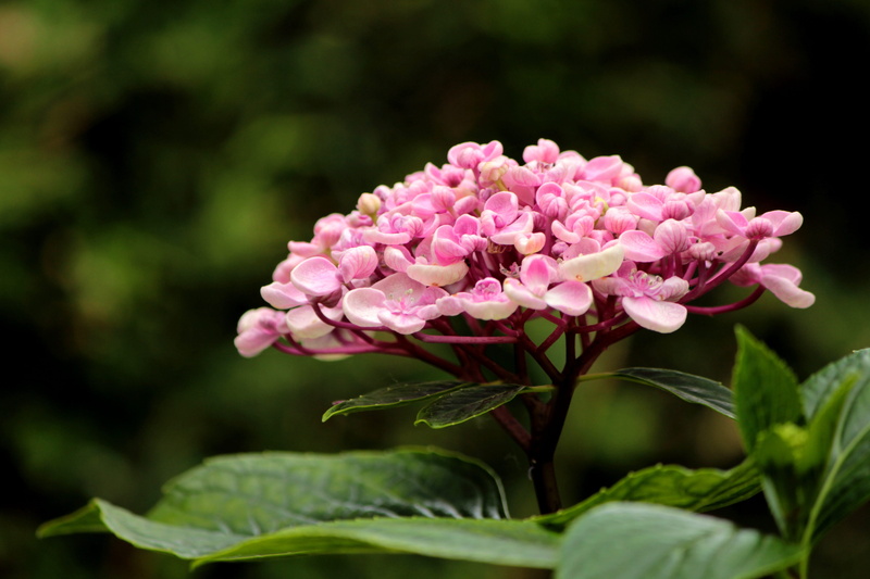 decorative, plant, selective focus, beauty in nature, growth, hydrangea, fragility, hydrangea macrophylla ayesha, pink, vulnerability, flower head, 5K