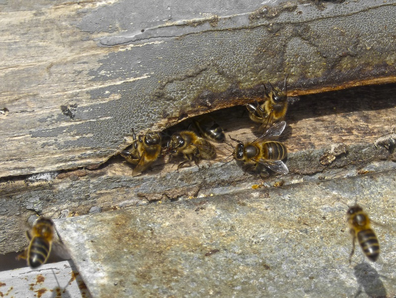 animal themes, zoology, animal wildlife, diaper, animal, honey, day, group of animals, close-up, input, honey bee, 2K, apiculture, animals in the wild