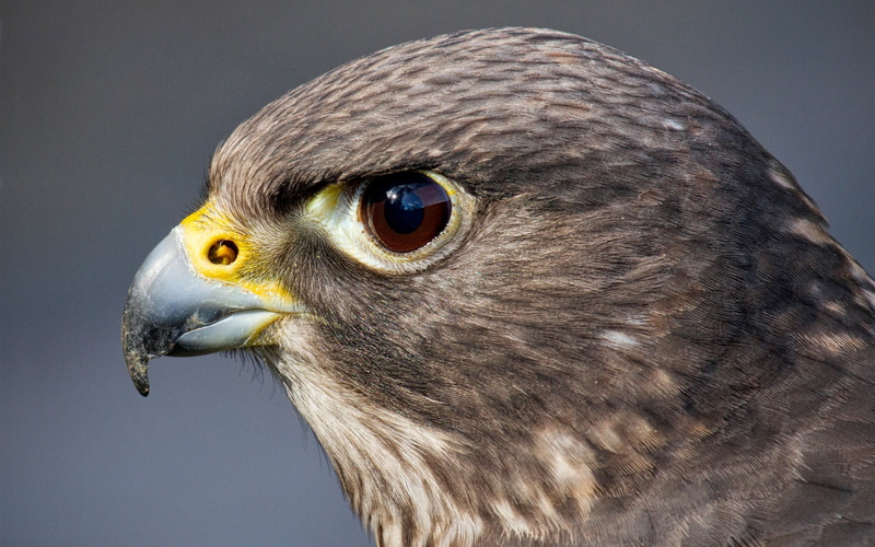 Bird, 2K, Eyes, Hawk, Predator, Head