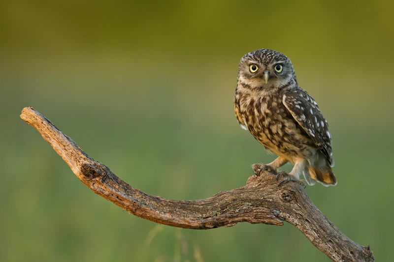 carnivore, bird of Prey, outdoors, nature, brown, focus on foreground, looking, branch, day, eyes, one Animal, animal Eye, perching, animals In The Wild