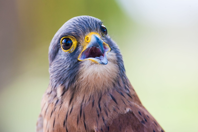 HD, brown, wild, no people, eagle, focus on foreground, gray, falcon - bird, hawk - bird, animal, eagle - bird, zoo, raptor, wildlife, nature
