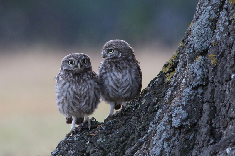 animal, treetrunk, bird, 4K, owl, owls, beak, carnivore, wing, animals Hunting, tree, animal Wing, brown, perched, pair, one Animal, wildlife photography