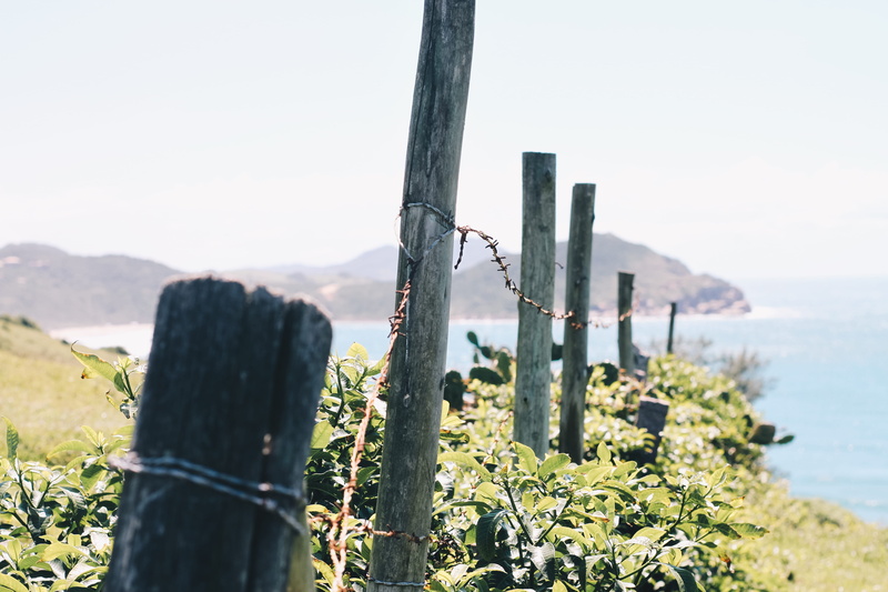 grey, wooden post, wooden, tranquil scene, nature, outdoors, boundary, jar, pottery, wood, growth, fence, 5K, barbed wire, countryside, beauty in nature