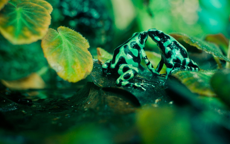 dart, animals, green, poison dart frogs, frogs, 1080P, amphibians, poison